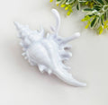 Shell Clip
